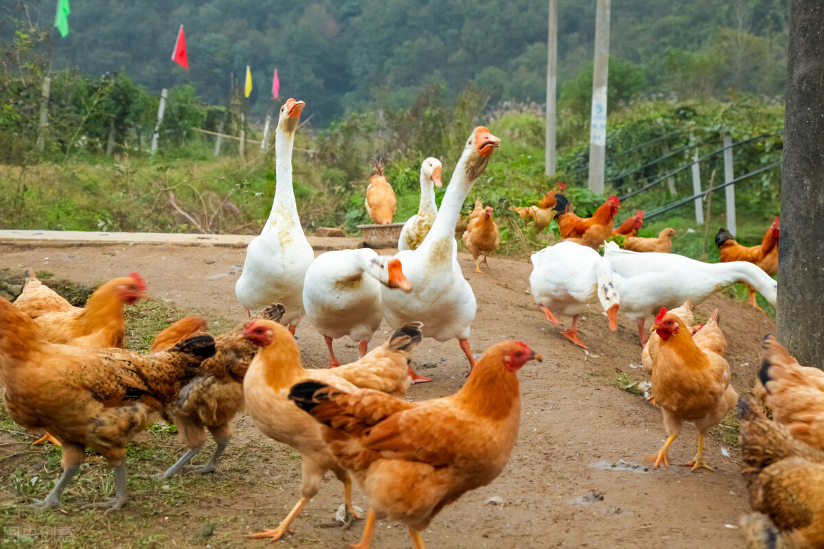 赔59万,咬成残疾,被称家禽界流氓!村霸大鹅,为何见谁都硬刚?