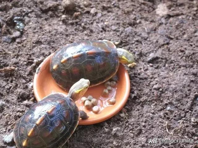 黄缘龟新手指南,怎么挑选黄缘龟