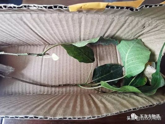 菩提树根手串怎样辨别真假,真实的菩提树