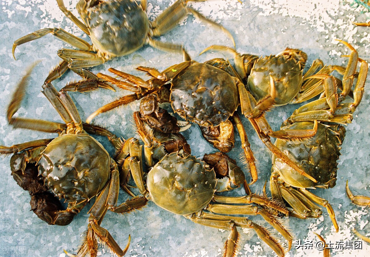 大闸蟹养殖到多大最好呢,大闸蟹养殖方法和条件图解