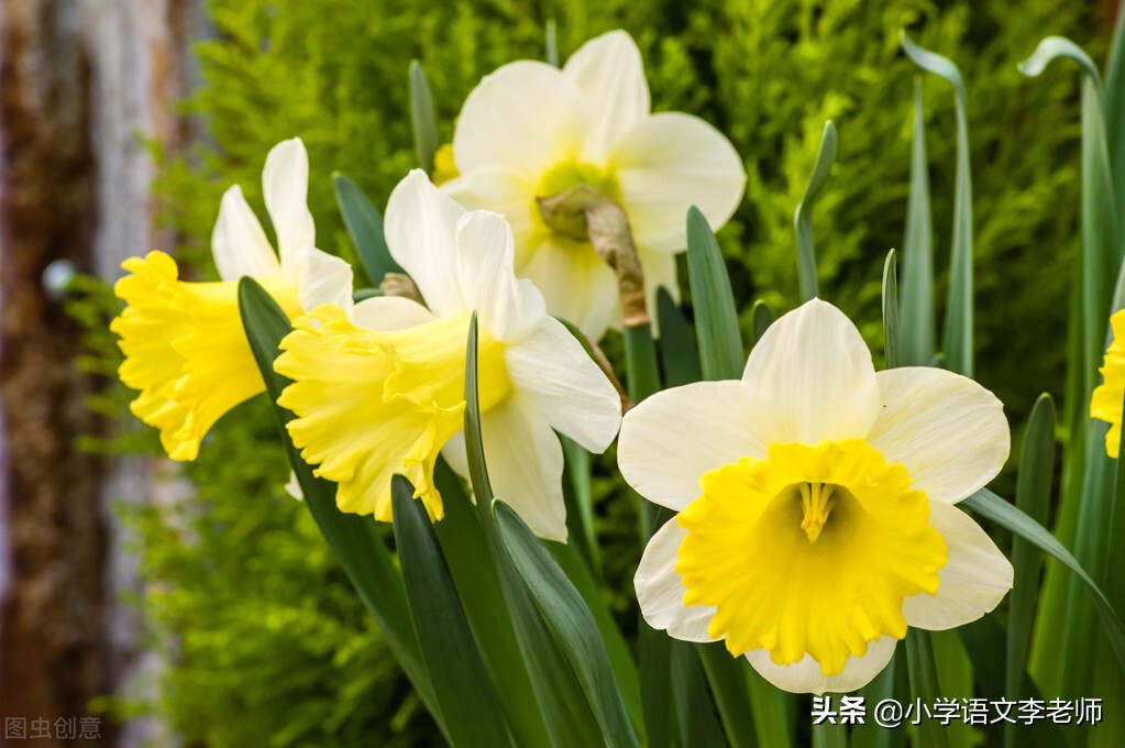 写植物作文的方法与技巧,写一种植物作文的方法与技巧