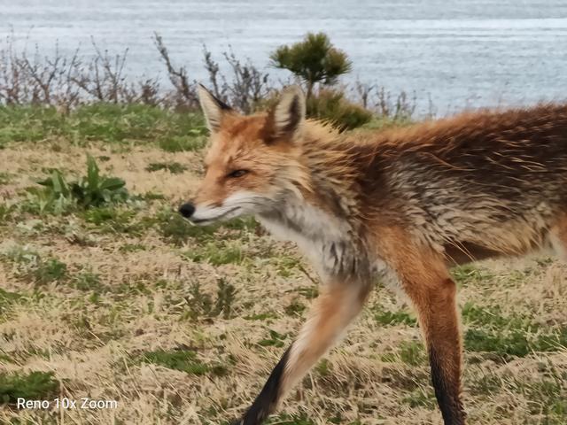 opporeno10倍变焦版使用体验,opporeno10倍变焦版上手体验