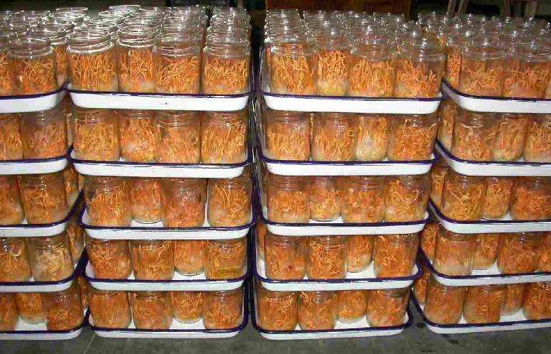 虫草花成分和虫草一样吗,虫草花跟虫草有什么区别