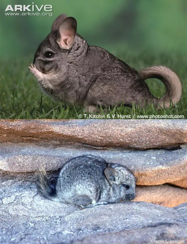 野外的龙猫长什么样子,野外的龙猫生活在哪里