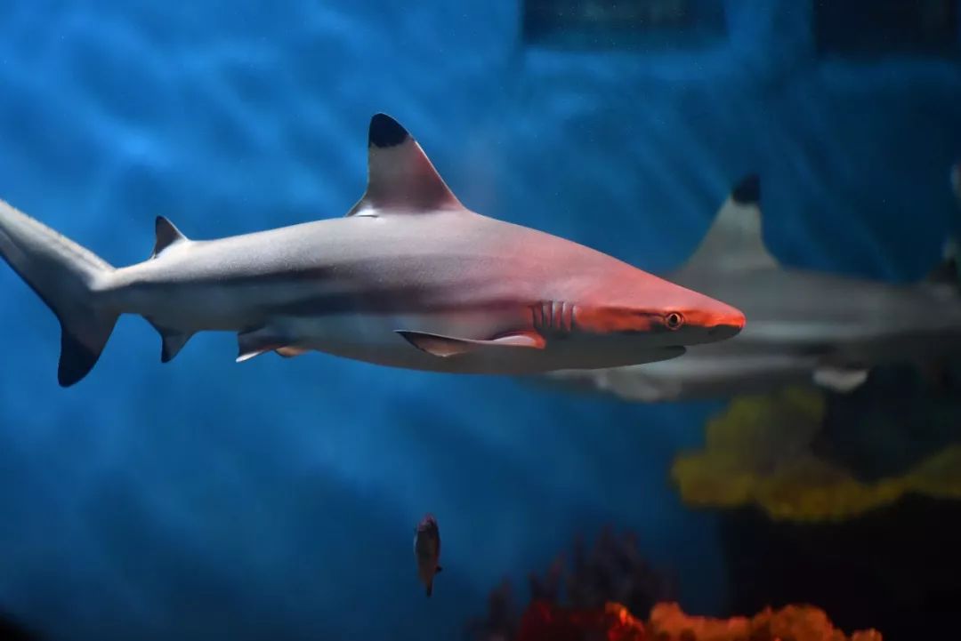 南京海底世界小朋友要票吗,南京海底世界99元一大一小套票