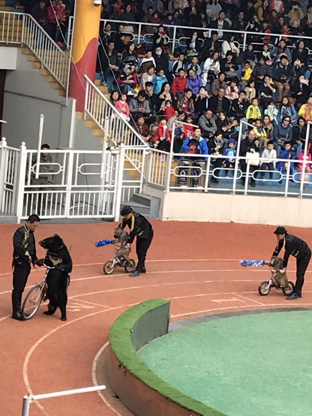 上海野生动物园太阳广场节目安排,上海野生动物园建议游玩时间