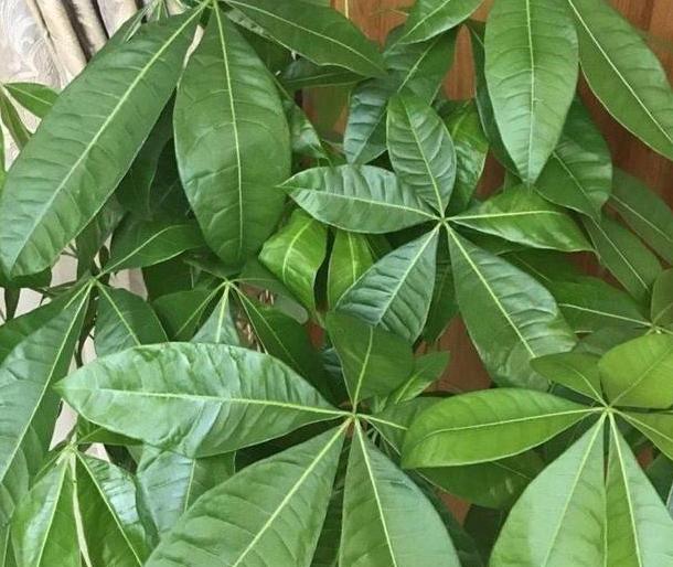 在家里养殖致富,发财树黄叶烂根怎么处理