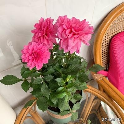 家庭花卉蚜虫用啥药,家庭养花蚜虫怎么治