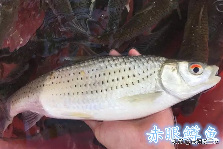 靠养殖赚大钱的人,红眼鱼养殖成本