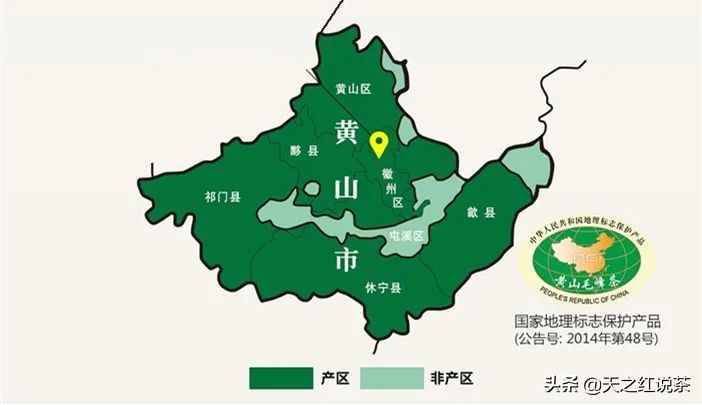 喝春茶的人生感悟,喝春茶的意境诗句