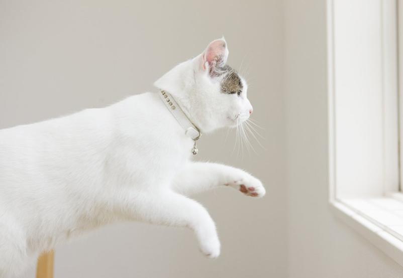 猫咪高空坠楼,关于猫咪坠楼的经验分享参考