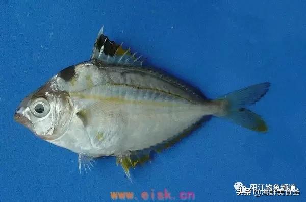 中国本土最便宜的鱼10种,哪些鱼档次又高又便宜