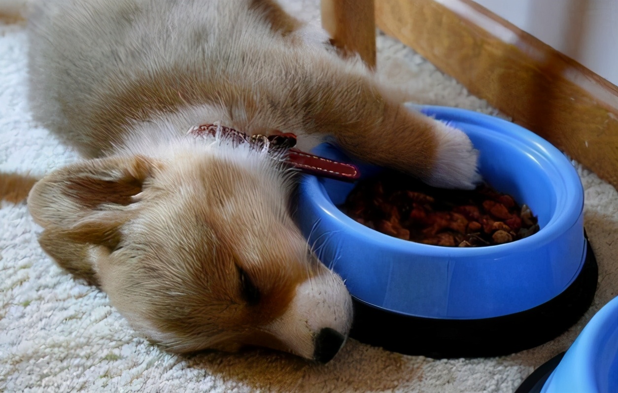 学好这几招很管用,在一窝土狗中怎么挑到狗王