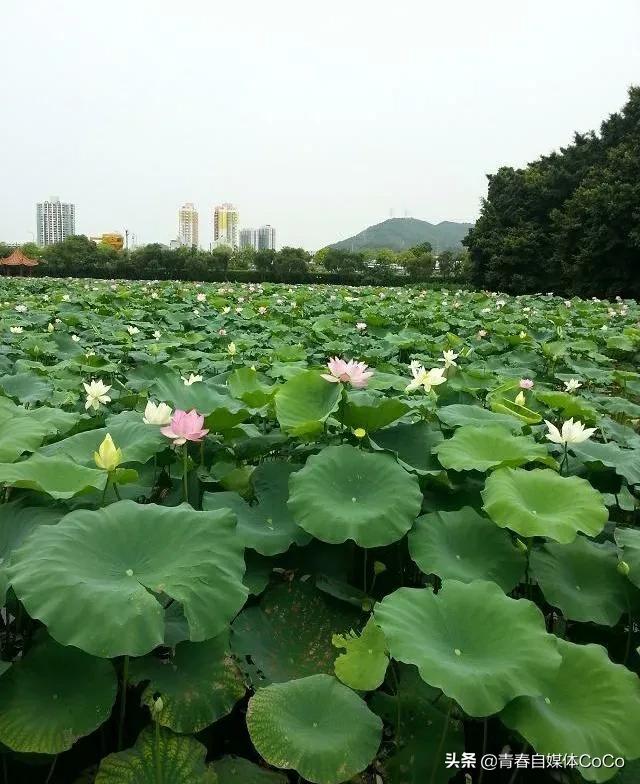 深圳荷花公园好去处,深圳荷花景点推荐
