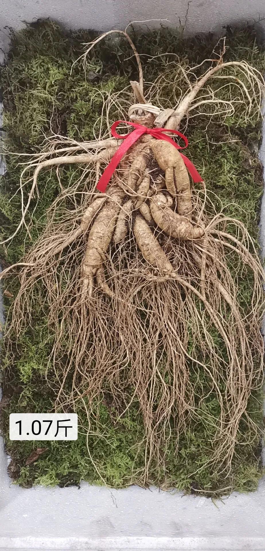 人参7两为参八两为宝什么意思,人参为什么说7两为参8两为宝