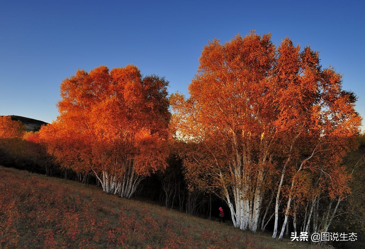 一口气看完塞罕坝全篇,参观塞罕坝有感1000字