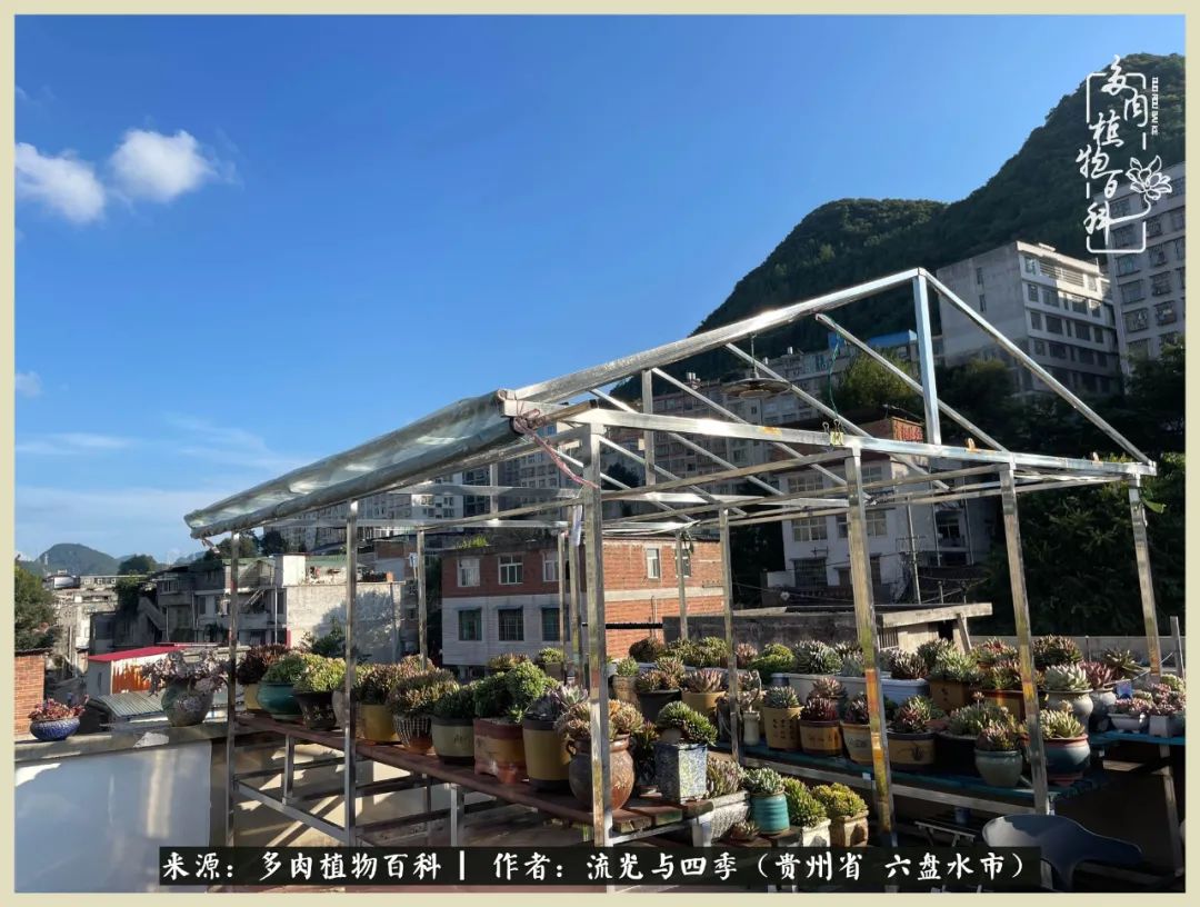 国庆假期你快乐吗？来，凉都美肉与你相伴一一小乌木的霸气东云