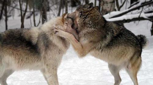 一只狼天生残疾,狼群会不会驱逐它?我们可能对狼群的生活想错了