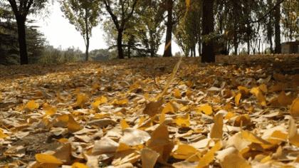 伊犁河狗鱼：寿命267岁重达40公斤，身材苗条，性情“残暴”