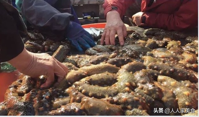 便宜海参造假全过程,买到劣质海参怎么办