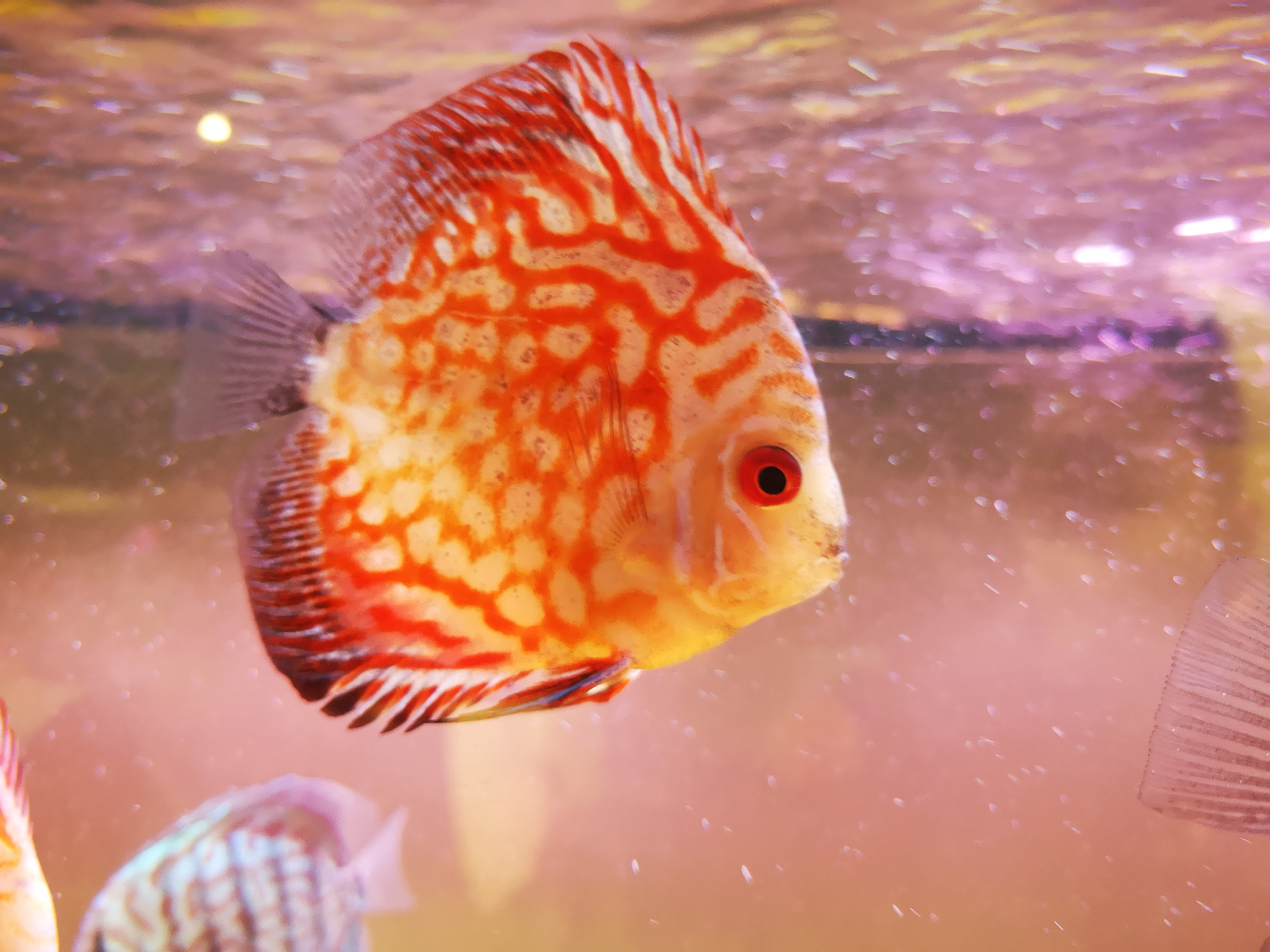 灯鱼鱼鳃病怎么治,鱼的鳃病如何治疗和预防