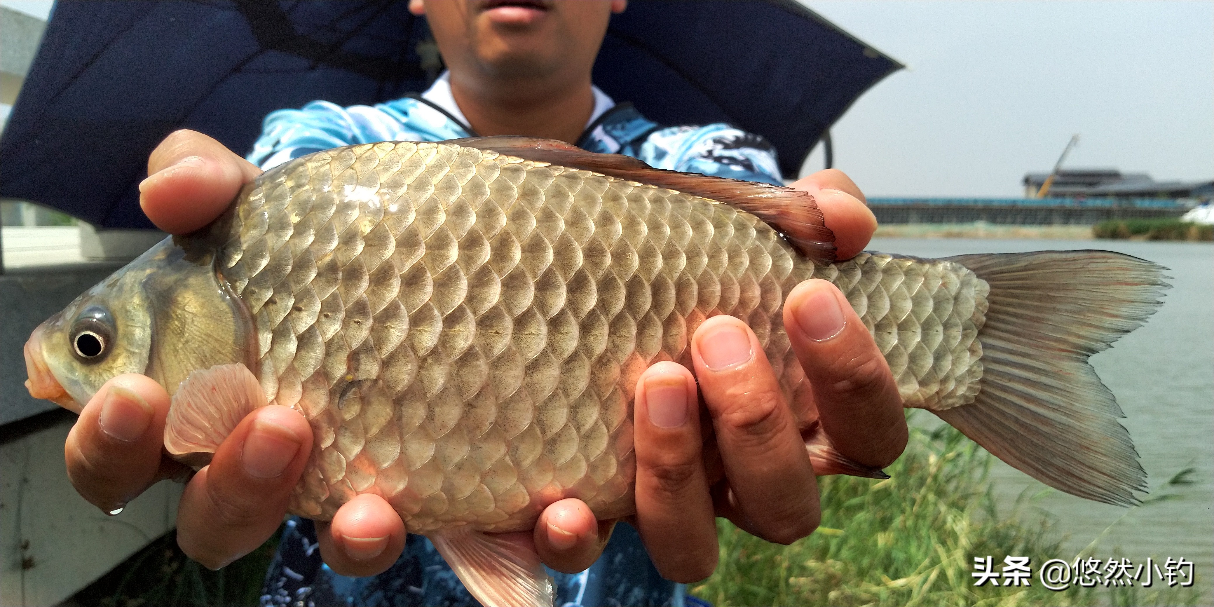 野钓如何避小鱼钓大鱼,野钓时小钩细线搏大鱼的技巧