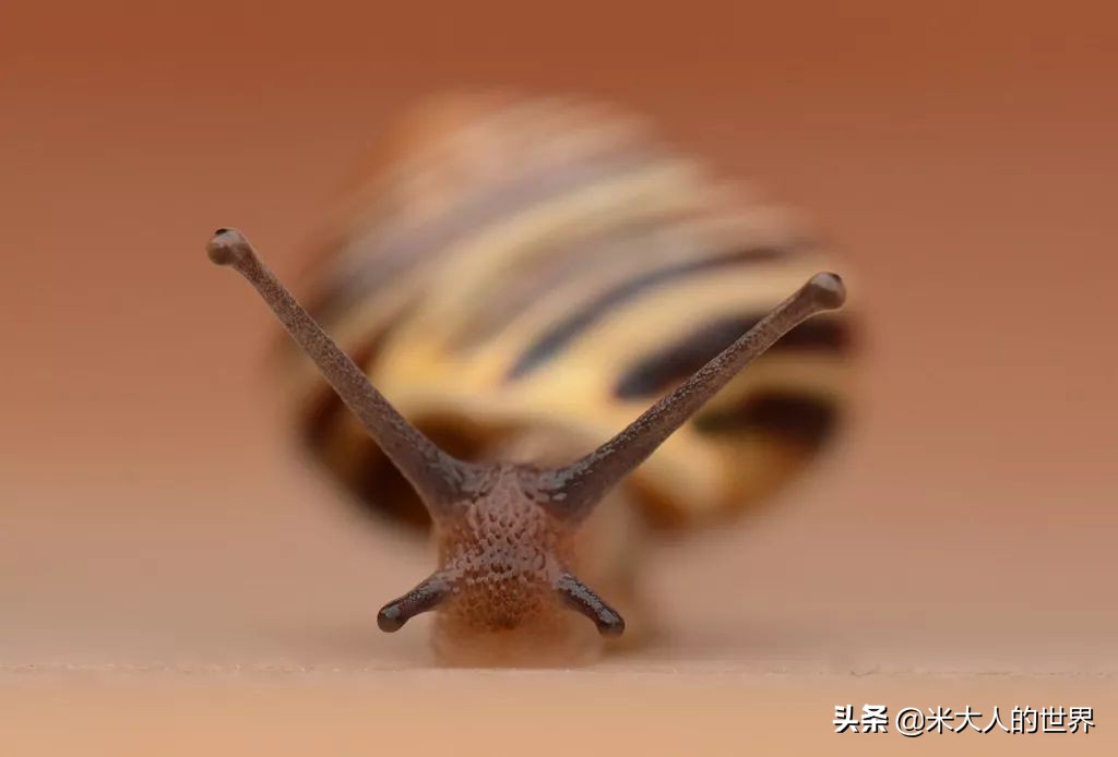 花园葱蜗牛：被人误解了上百年的小家伙，“其实我只对...