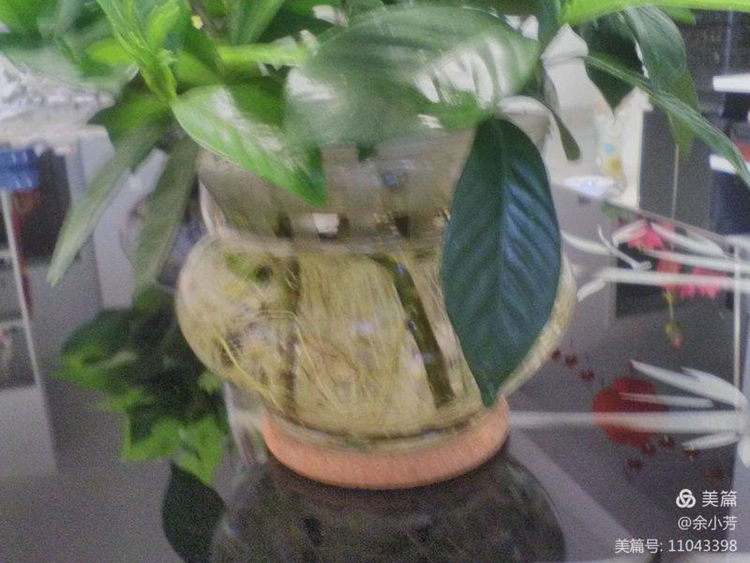 栀子花开歌曲歌词,栀子花开歌曲完整版