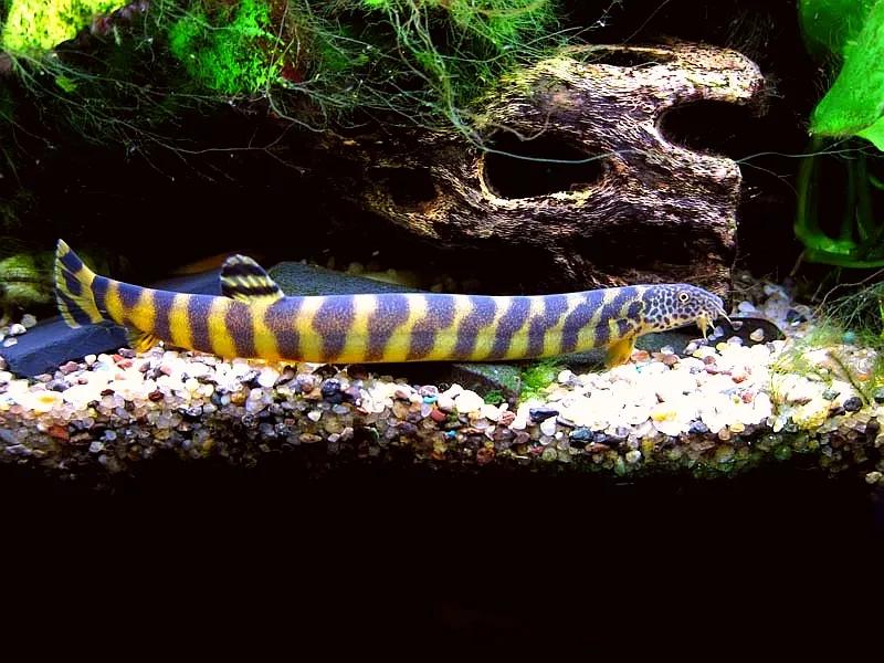 野生泥鳅品种图片大全大图,最大的泥鳅图片大全