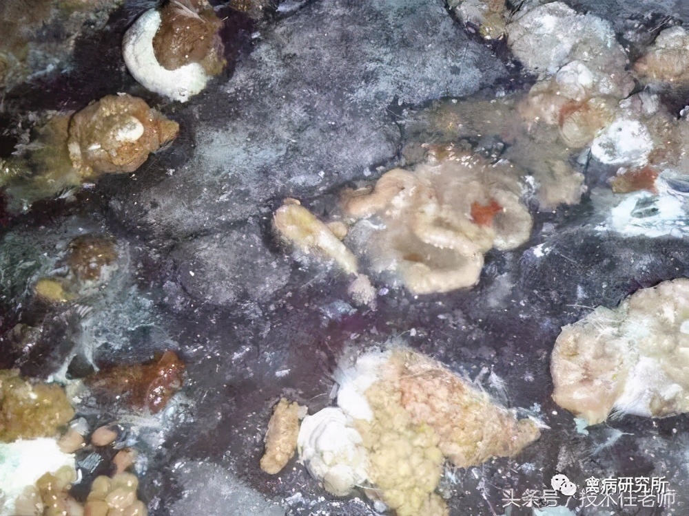 养鸡的几个小技巧经验老兽医总结,养鸡常见的病都有哪些