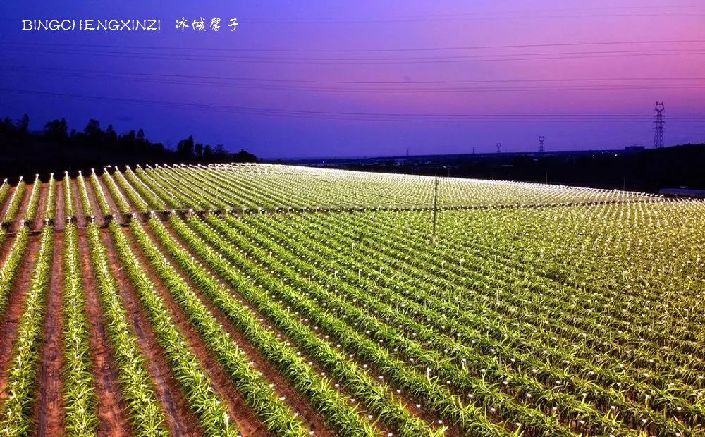 做把“村姑”，走进海南灯火灿烂的火龙果园