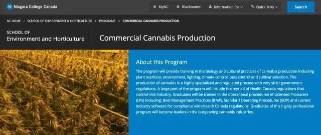 加拿大油菜籽出口滞销,加拿大大麻滞销