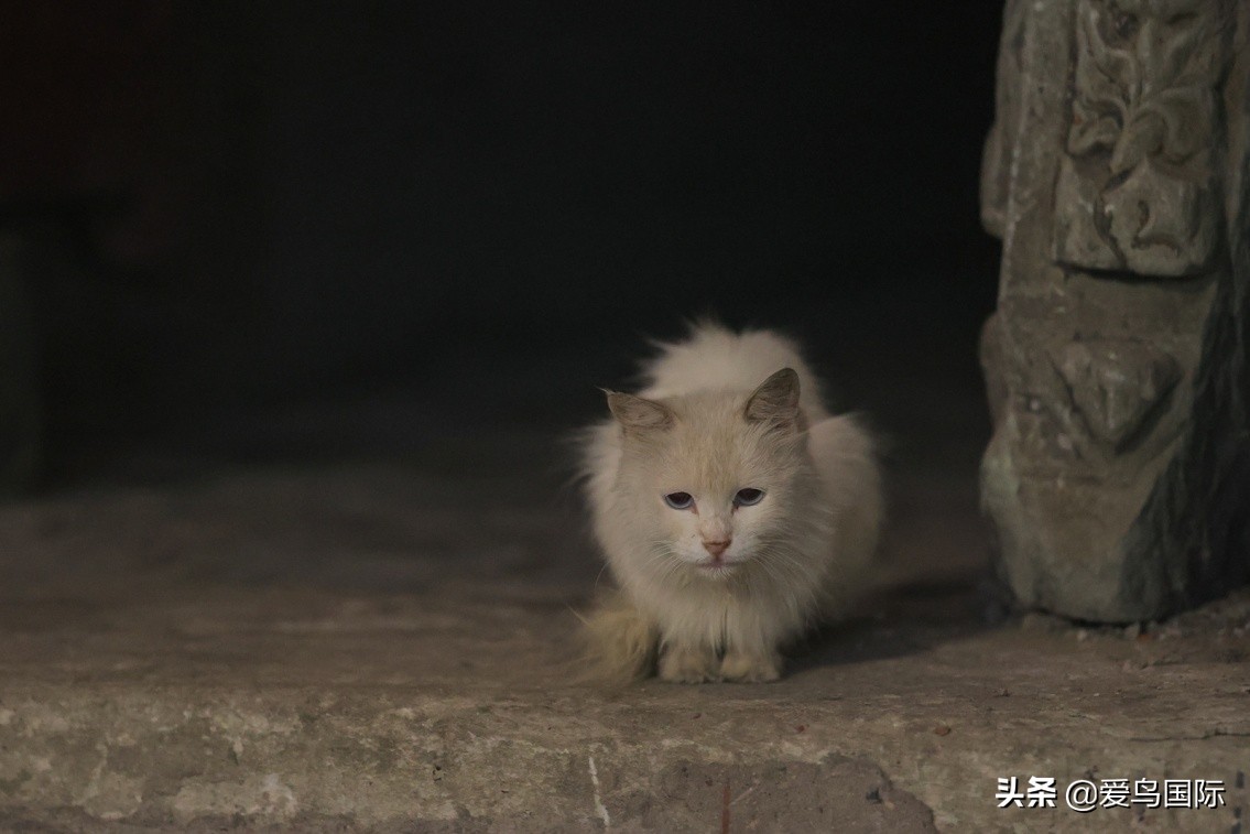 佳能eosr6详细参数曝光诚意满满,佳能发布新eosr6全画幅相机