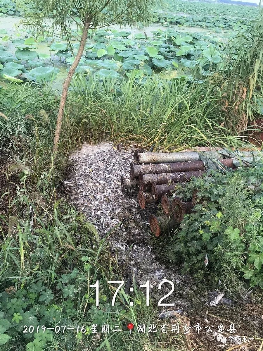 黄颡鱼掉粘液后大量死怎么治,黄颡鱼烂身病的原因