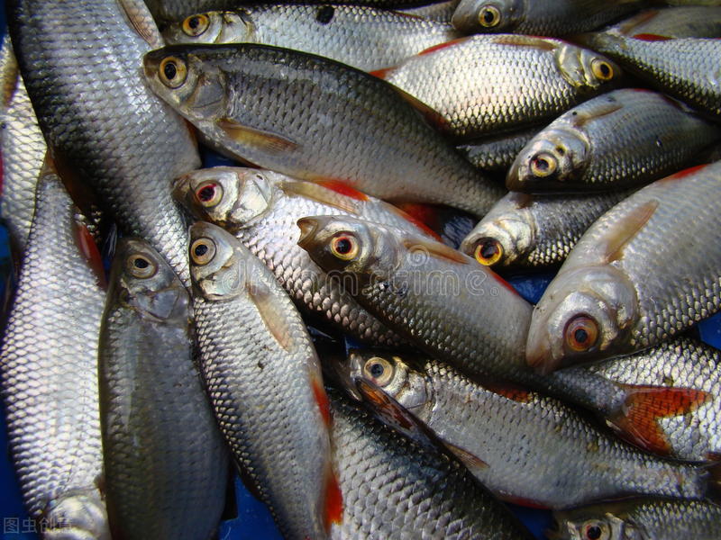 四大家鱼鲤鱼,我国的四大家鱼都是哪几个