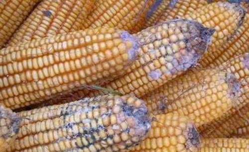 鸡拉黑便是怎么回事,鸡得了肠毒有哪些症状