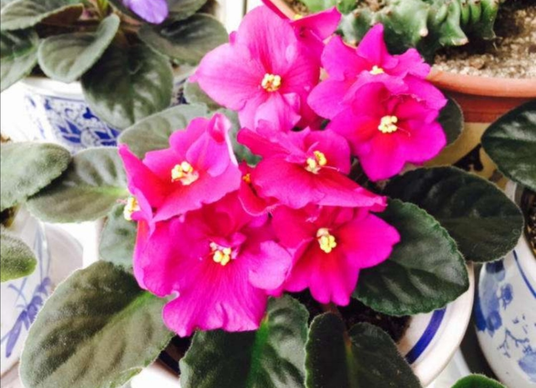 怎样养紫罗兰,家里养紫罗兰风水好吗