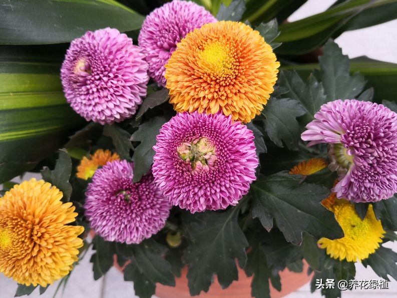 菊花开过花之后怎么修剪,盆栽菊花怎样修剪及修剪时间