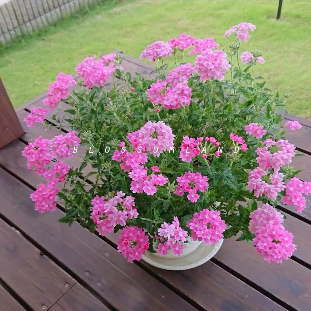 5种花超好养漂亮上档次,这5种花适合春天养