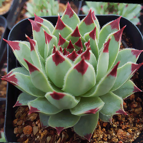 100种常见多肉植物图鉴收藏,1000种多肉植物图鉴及名字