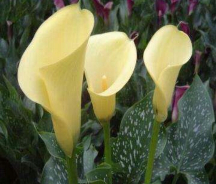 彩色马蹄莲怎么养爱开花图片,彩色马蹄莲夏季的养殖方法