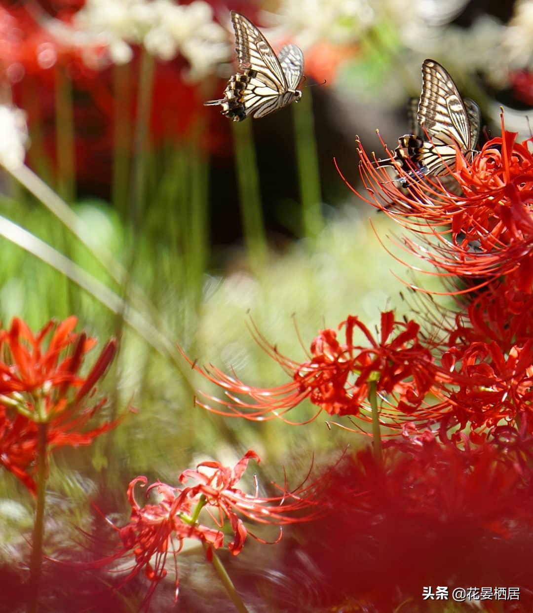 忘川的彼岸花,莲华经的接引之花“曼珠沙华”,原来是石蒜花呀
