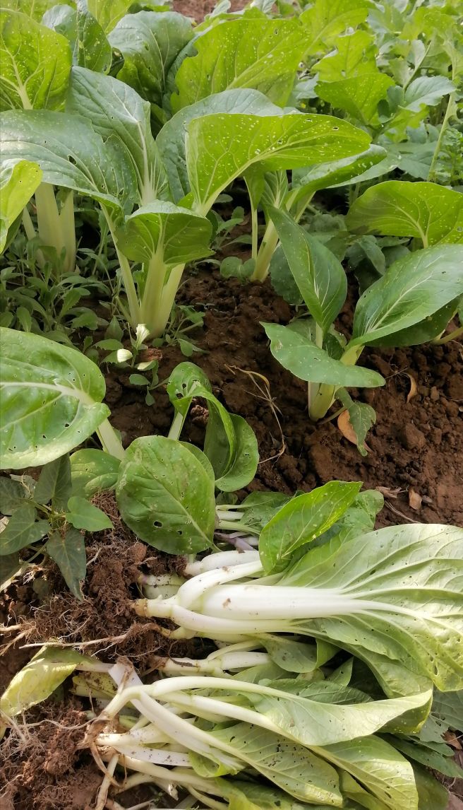 晒青菜干的教程,适合晒菜干的青菜