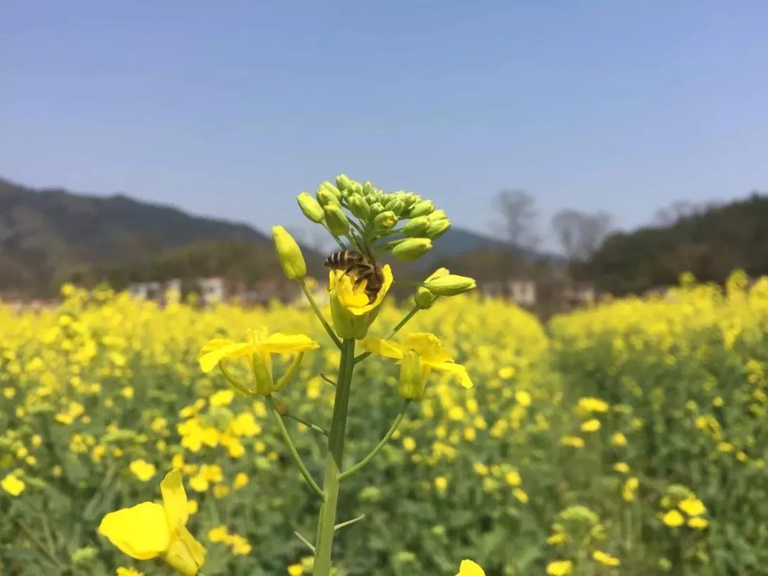岳阳三荷机场交通介绍,岳阳三荷机场可飞哪几个城市