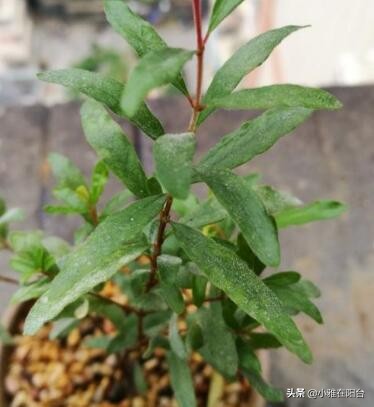 盆栽石榴怎么养视频,石榴盆栽的6个技巧