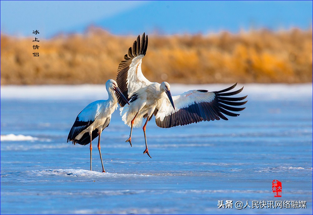 白衣天使大爱无疆的精神,白衣天使大爱无边完整版