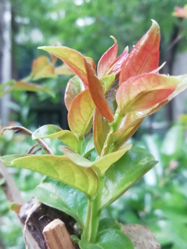 谷雨节气的介绍和谷雨古诗词,二十四节气关于谷雨的诗句并赏析