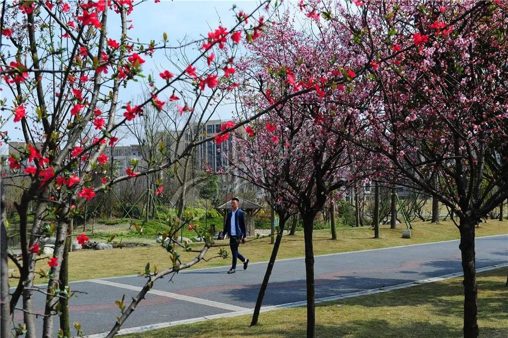 2020年4月成都双流赏花地点,双流踏青赏花地