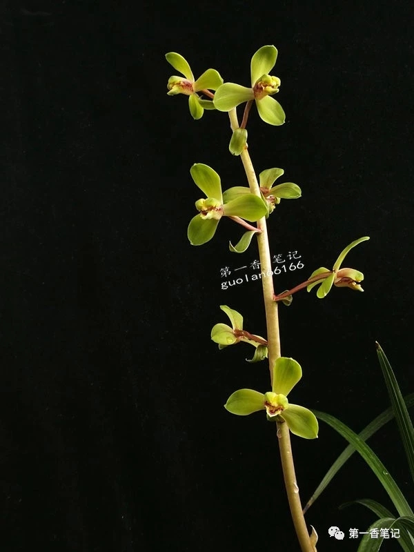 蕙兰程梅传统老品种,花开欣赏