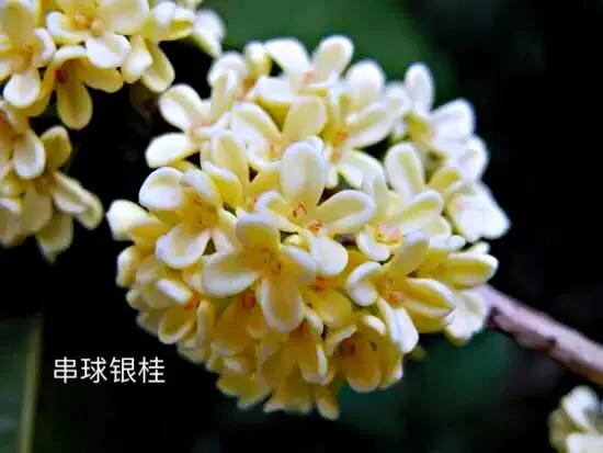 桂花嫁接其它品种桂花,桂花品种里有沉香桂花吗